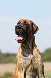 DOGUE ALLEMAND 054